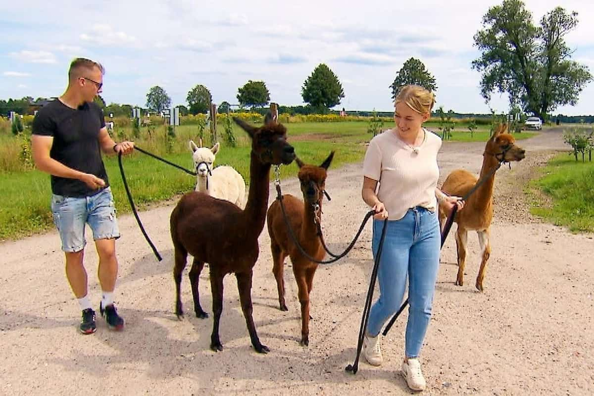 Saskia und Martin mit den Alpakas unterwegs bei Bauer sucht Frau am 18.11.2024